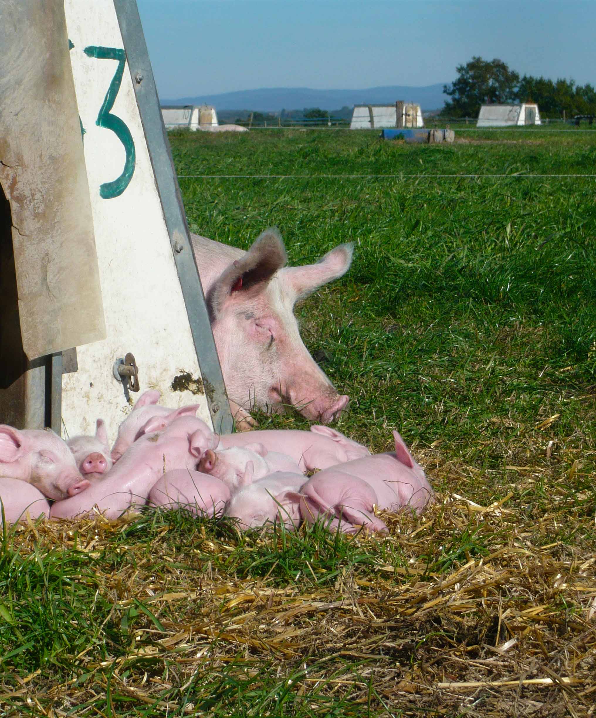 Viande De Porc Conservé Dans Le Sel La Viande De Porc Biologique 4 Viande de porc au barbecue - Nature et Régions